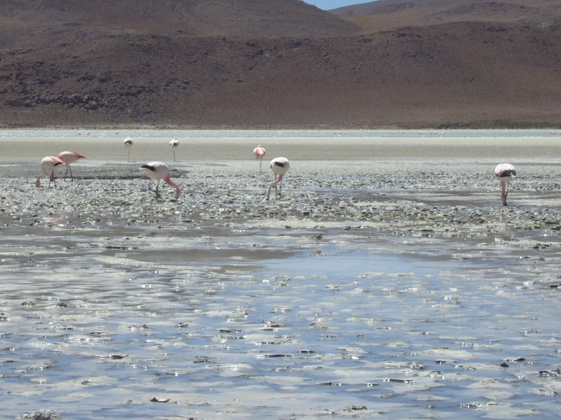 Travel - Bolivia - Salar De Uyuni - Laguna 2